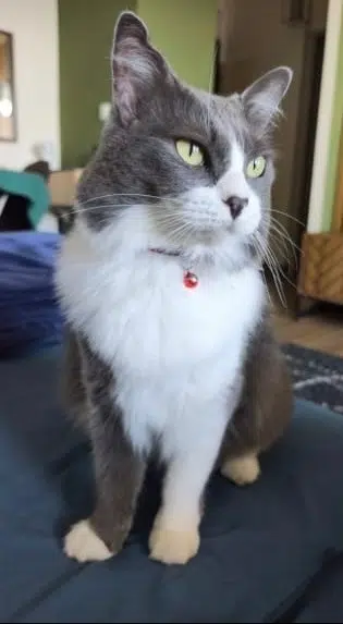 chatte lost    Saint-Paul Lilly