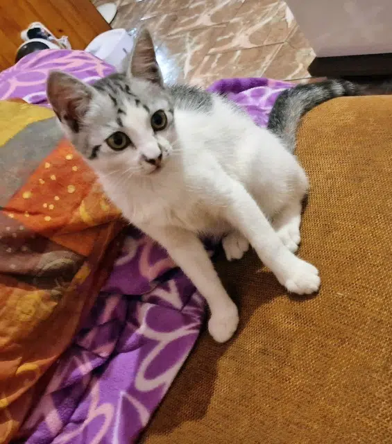 chatte lost    Saint-Leu Loki