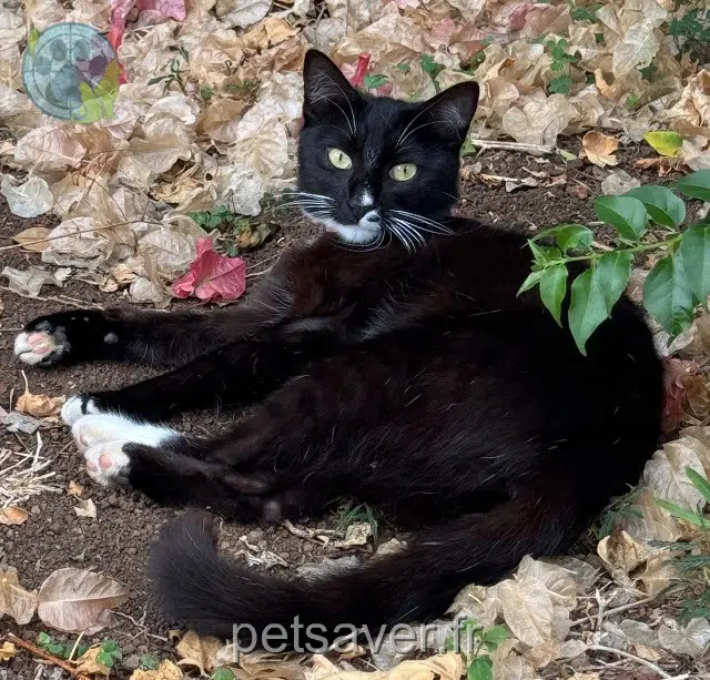 chatte lost    Saint-Louis Missy