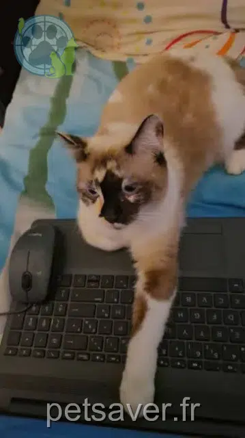 chatte lost    Saint-Leu Moffo