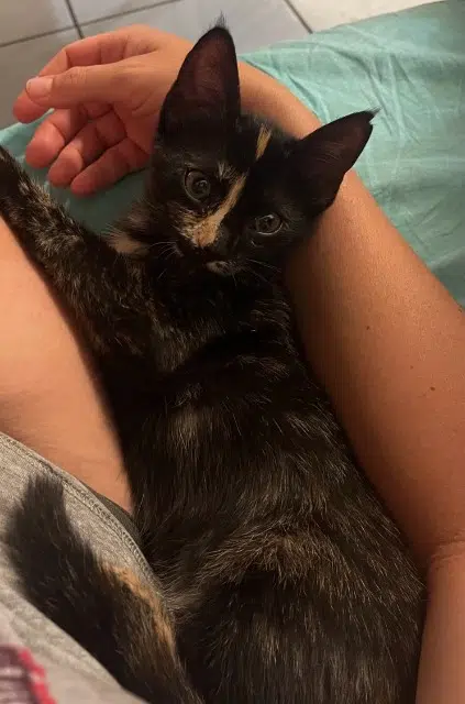 chatte lost   97429 Petite-Île Olly