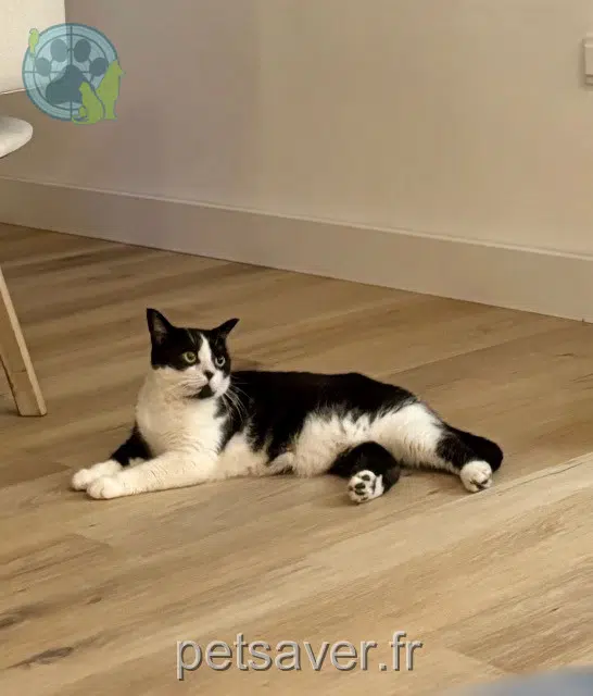 chatte lost 97438 Sainte-Marie Pixie
