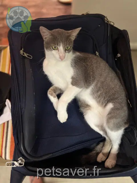 chatte lost   97431 La Plaine-des-Palmistes Rose