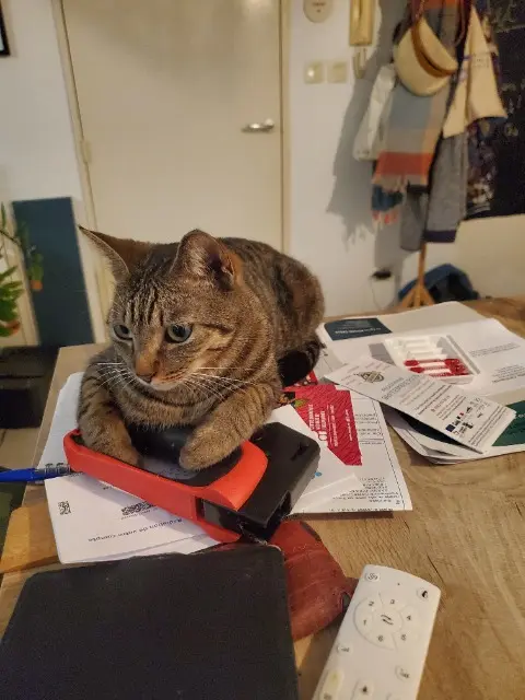 chatte lost    Saint-Denis Chachou