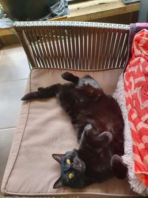 chatte lost    Saint-Denis Gaïa