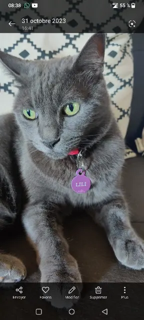 chatte lost    Saint-Denis Lili
