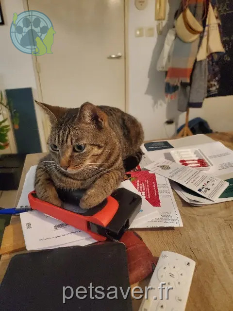 cat lost    Saint-Denis Chachou