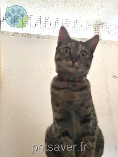 chatte lost Saint-Denis Lila