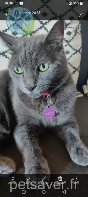chatte perdue Saint-Denis Lili chatte lost Saint-Denis Lili
