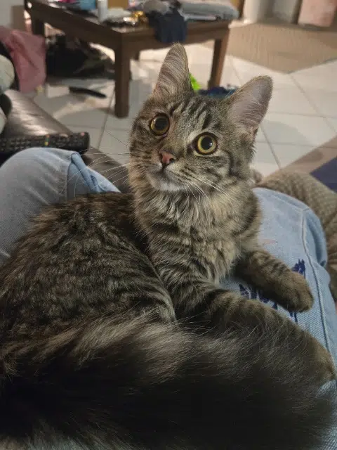 chatte lost   97419 La Possession Tina