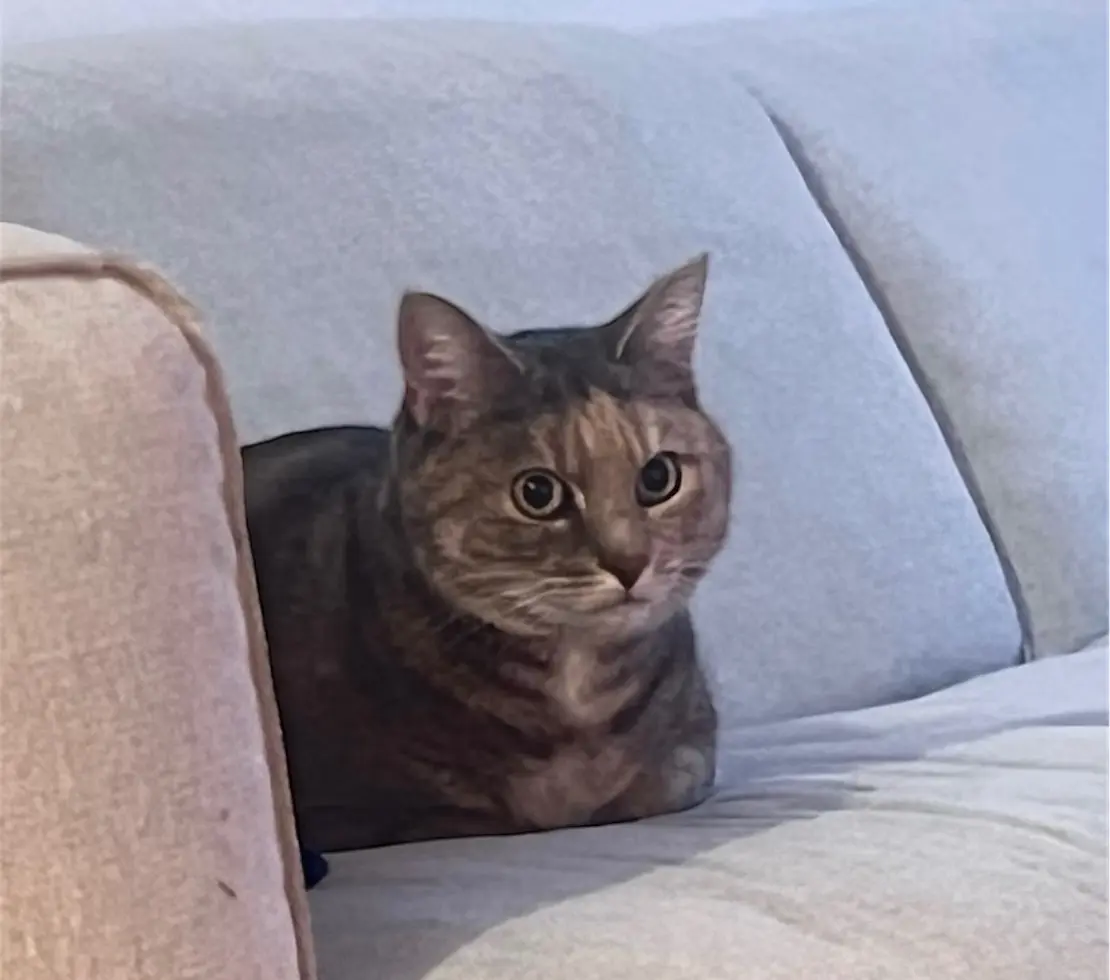Chatte Perdue Wahlkreis Rheintal - Lucie-/-lucy Chatte Perdue Wahlkreis Rheintal - Lucie-/-lucy
