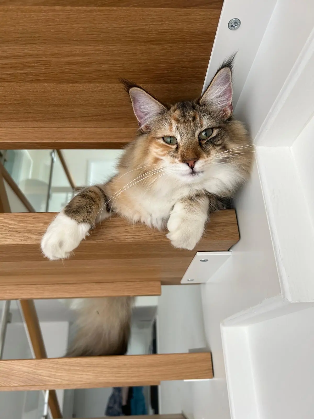 Chatte Perdue Unstrut-Hainich-Kreis Vogtei Chatte Perdue Unstrut-Hainich-Kreis Vogtei