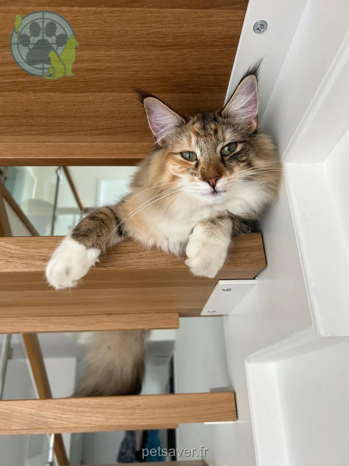 Chatte Perdue Unstrut-Hainich-Kreis Vogtei Chatte Perdue Unstrut-Hainich-Kreis Vogtei