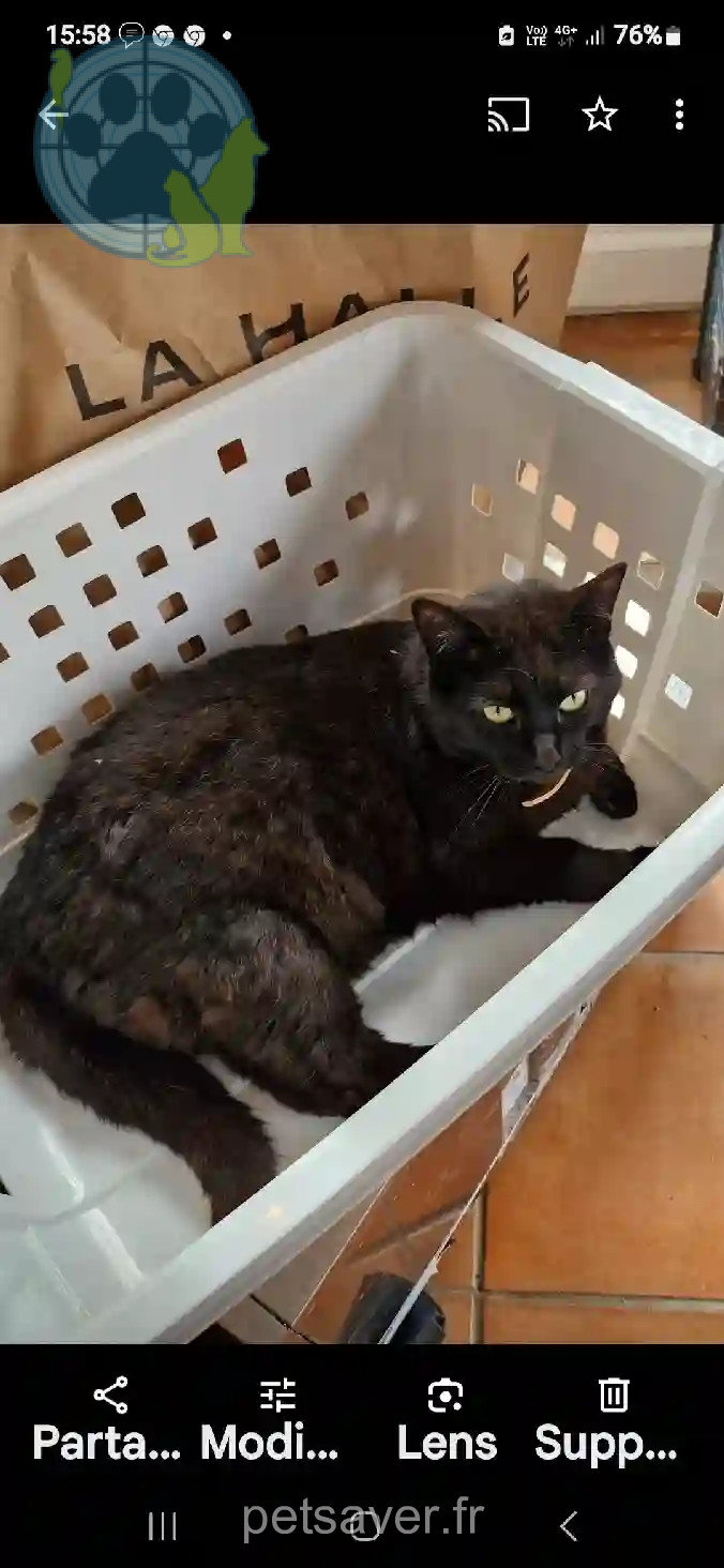 Chatte Perdue IT-VB Verbano-Cusio-Ossola - Isis Chatte Perdue IT-VB Verbano-Cusio-Ossola - Isis