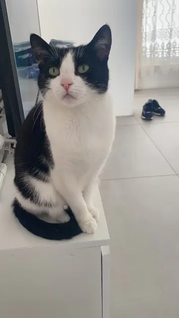 Katze vermisst 1500 Hal Miyou Katze lost 1500 Hal Miyou