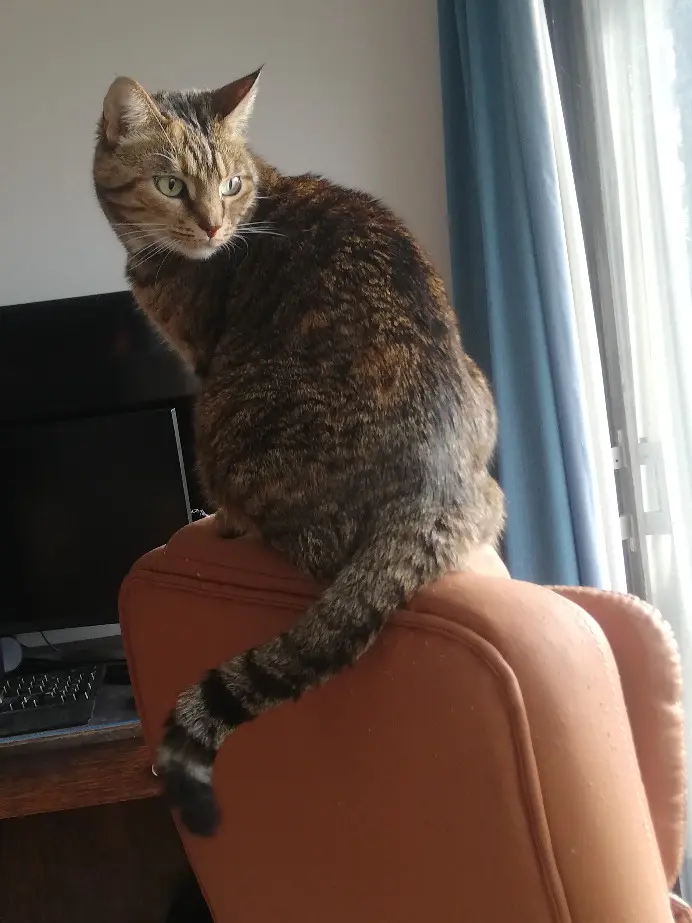 Chatte Perdue BE-VBR Halle-Vilvoorde Chatte Perdue BE-VBR Halle-Vilvoorde