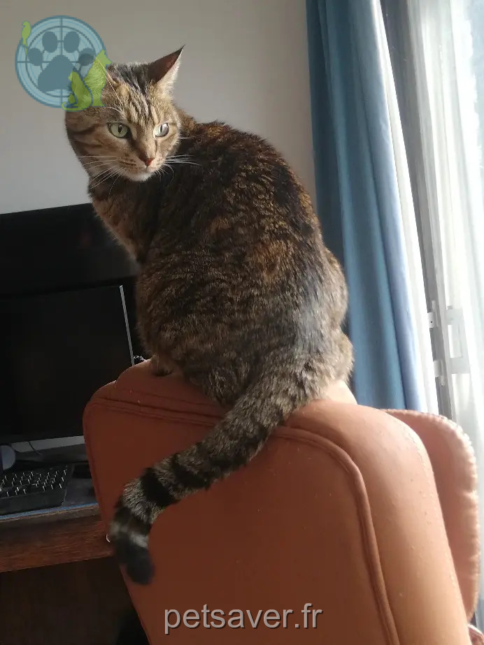 Chatte Perdue BE-VBR Halle-Vilvoorde Chatte Perdue BE-VBR Halle-Vilvoorde