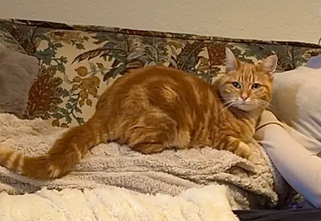 chatte lost   1844 Villeneuve (VD) Nala