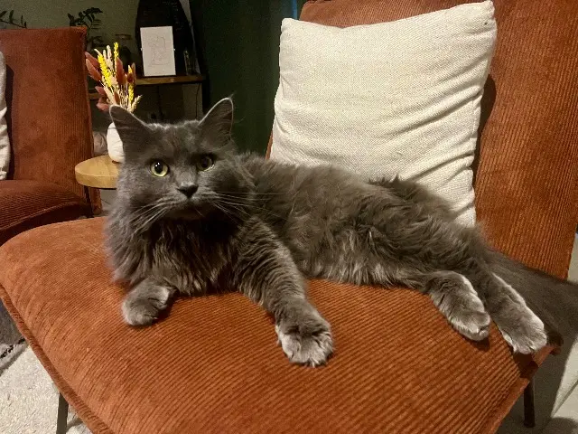 chatte lost   8940 Wervicq Mia