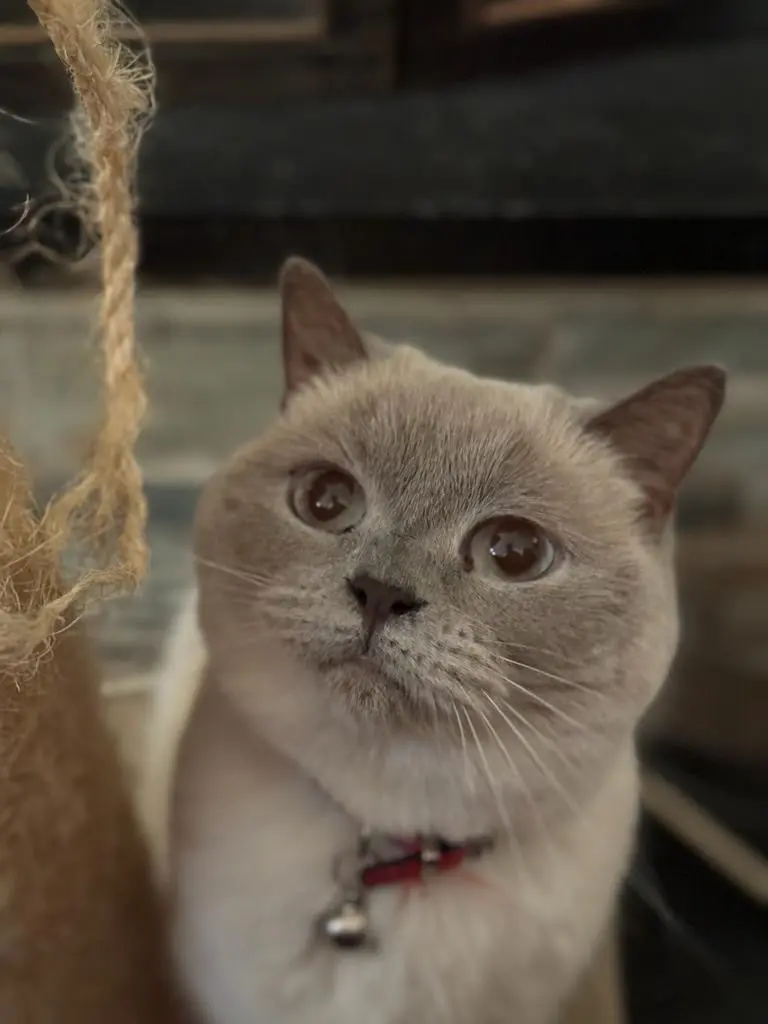 Chatte Perdue BE-WBR Nivelles - Snow Chatte Perdue BE-WBR Nivelles - Snow