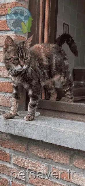 chatte perdue Thoricourt Toutoune chatte lost Thoricourt Toutoune