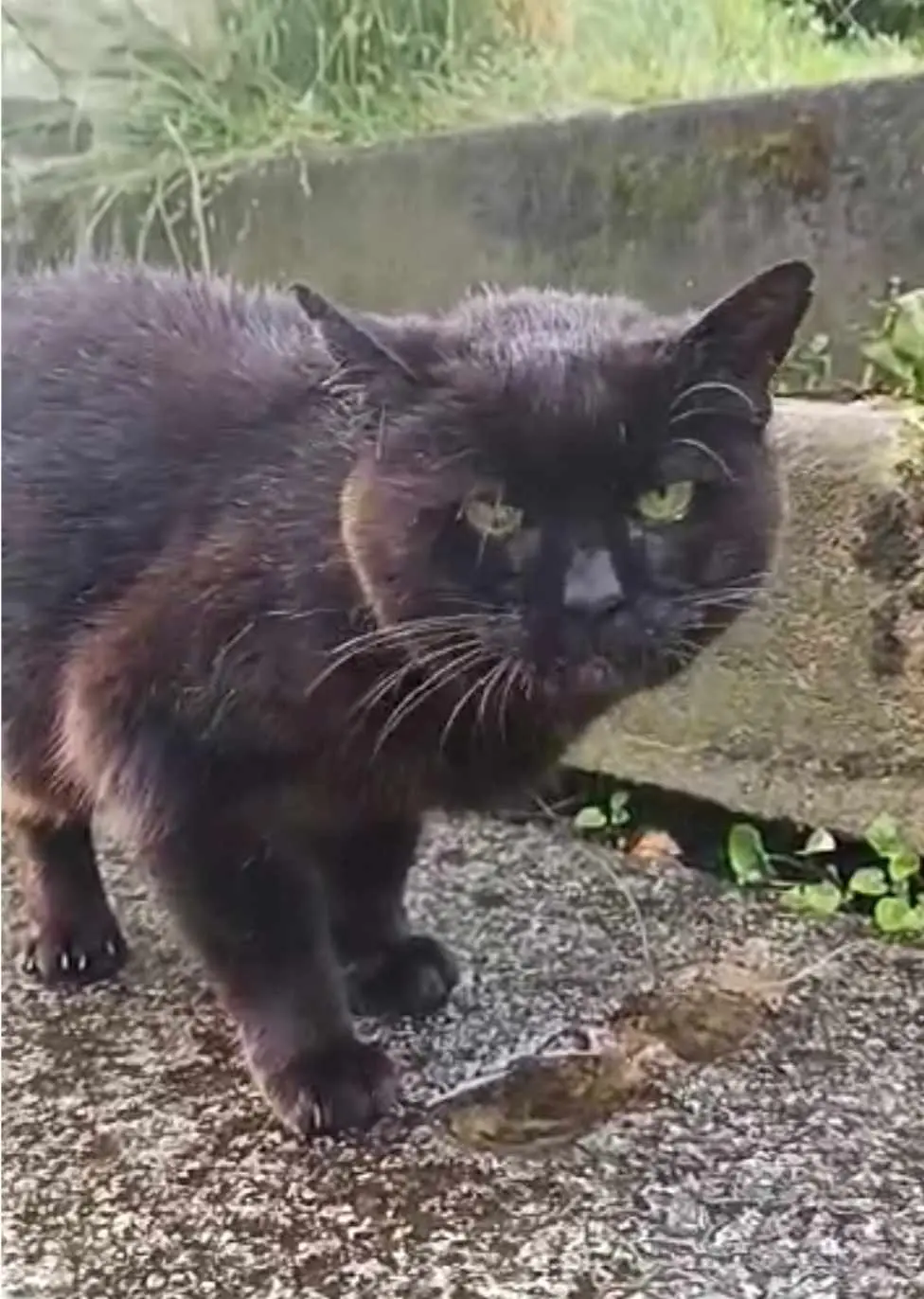 Chatte Perdue BE-WHT Charleroi - Chamade Chatte Perdue BE-WHT Charleroi - Chamade