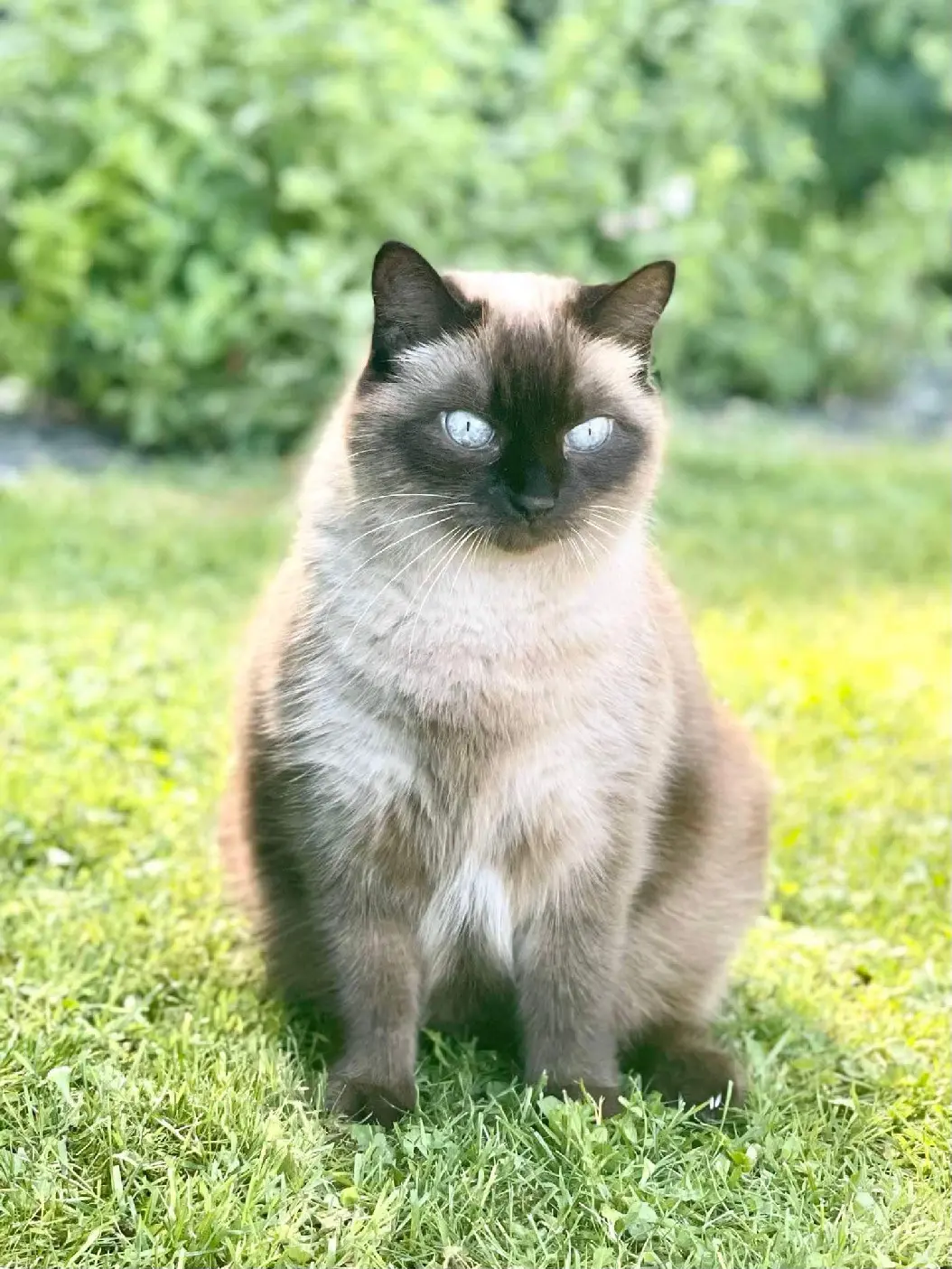 Chatte Perdue BE-WHT Charleroi Chatte Perdue BE-WHT Charleroi