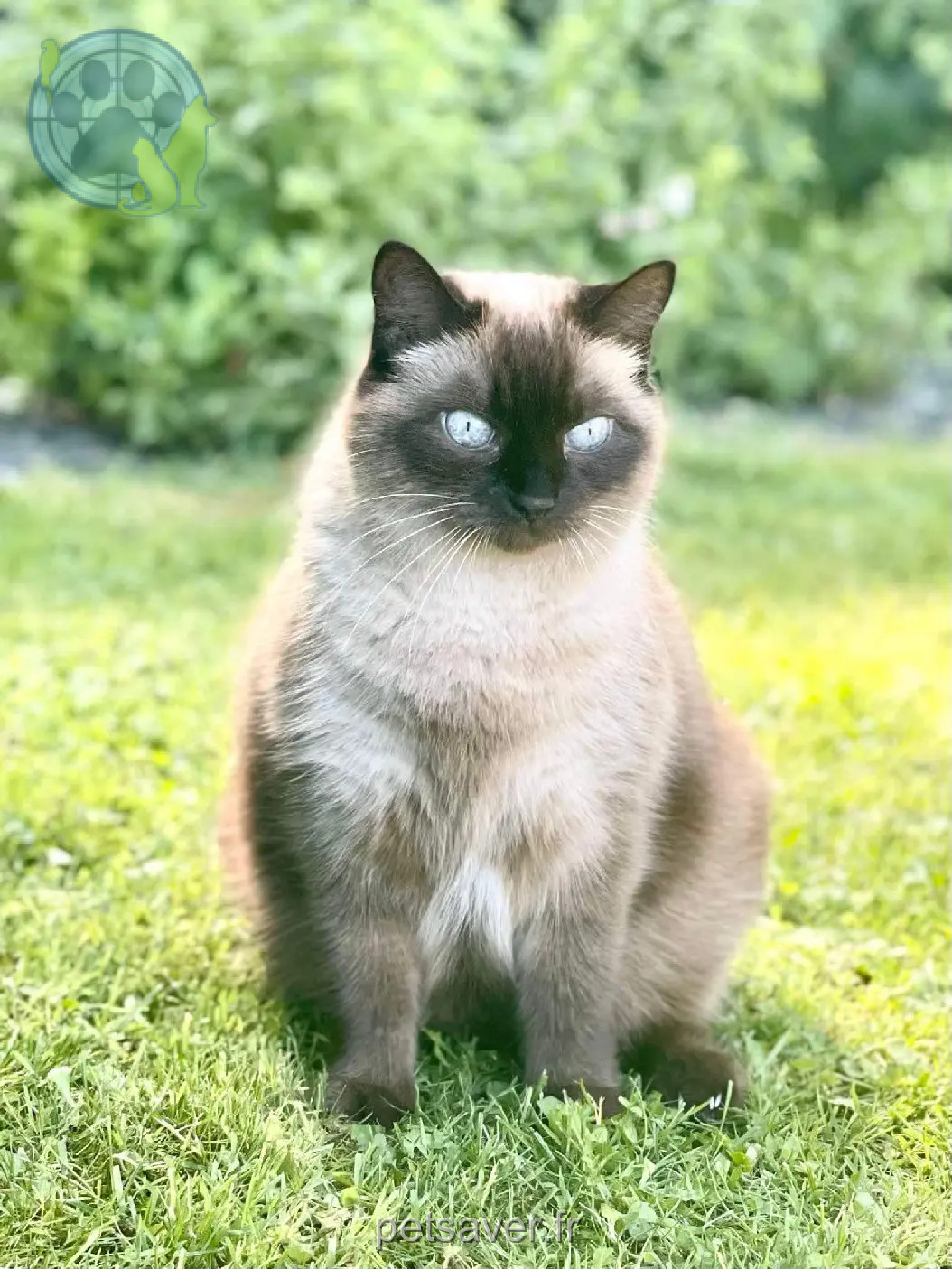 Chatte Perdue BE-WHT Charleroi Chatte Perdue BE-WHT Charleroi