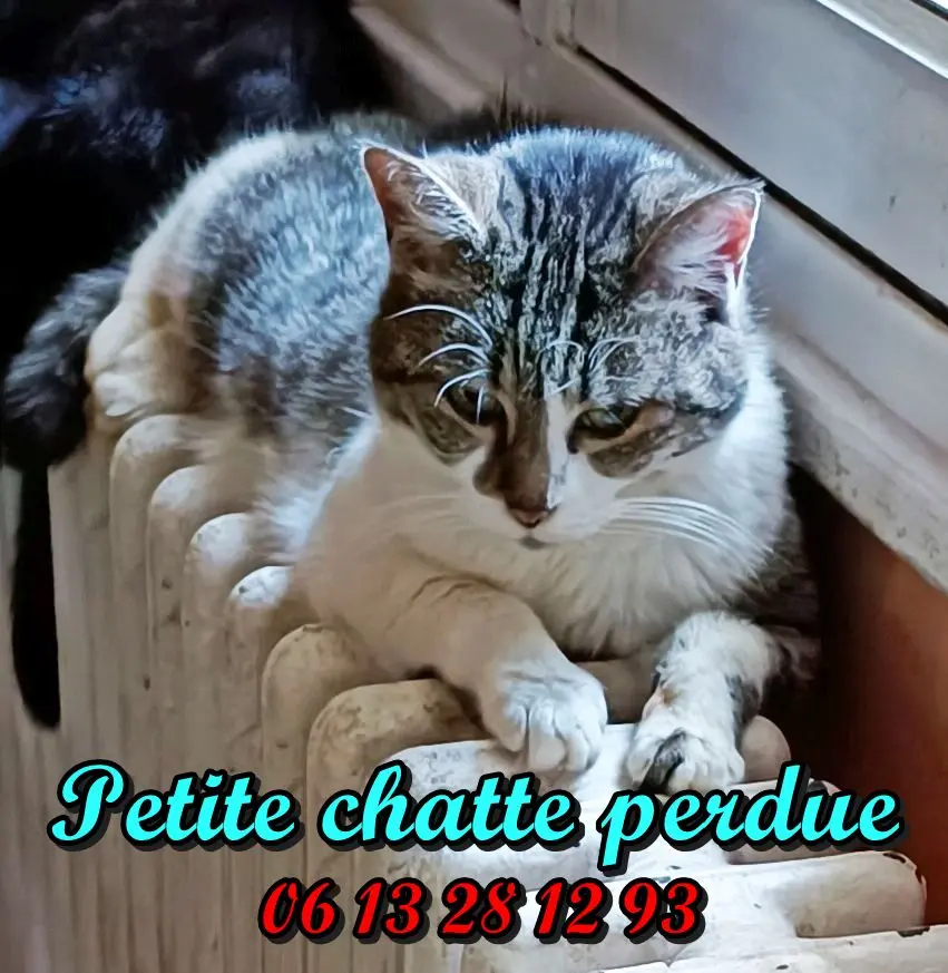Chatte Perdue BE-WHT Charleroi - Lulu Chatte Perdue BE-WHT Charleroi - Lulu