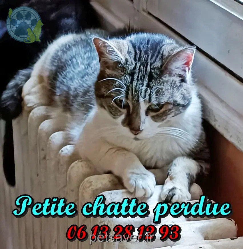 Chatte Perdue BE-WHT Charleroi - Lulu Chatte Perdue BE-WHT Charleroi - Lulu