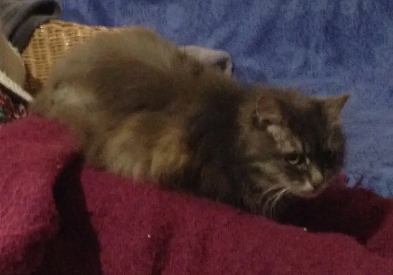 Chatte Perdue BE-WHT Charleroi - Mimi Chatte Perdue BE-WHT Charleroi - Mimi