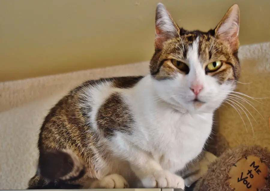 Chatte Perdue BE-WHT Charleroi Chatte Perdue BE-WHT Charleroi