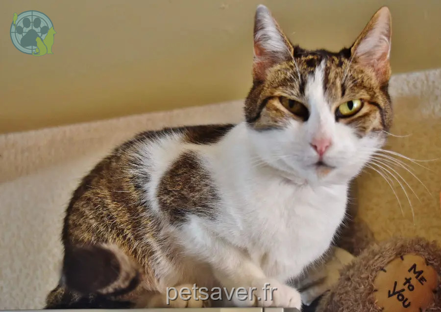 Chatte Perdue BE-WHT Charleroi Chatte Perdue BE-WHT Charleroi