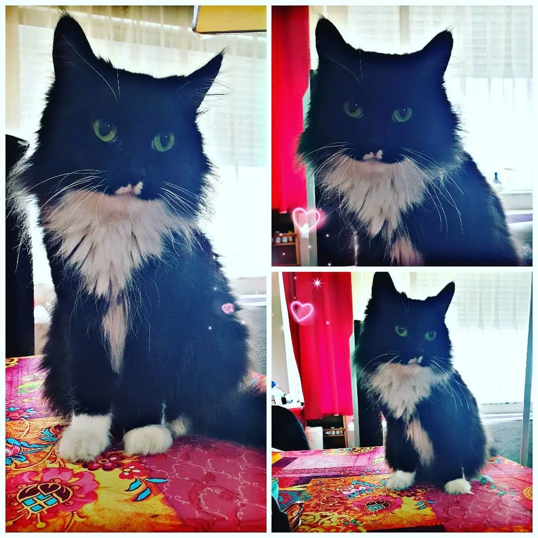 Chatte Perdue BE-WHT Tournai-Mouscron Tournai - Nina Chatte Perdue BE-WHT Tournai-Mouscron Tournai - Nina