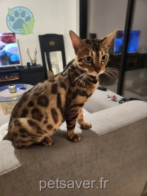 Katze lost   7784 Warneton Zelda
