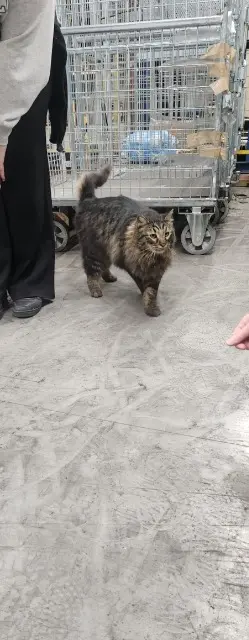 chatte lost   4460 Grâce-Hollogne Xxx