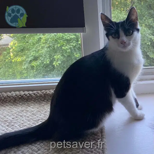 chatte lost Roclenge-sur-Geer Masia