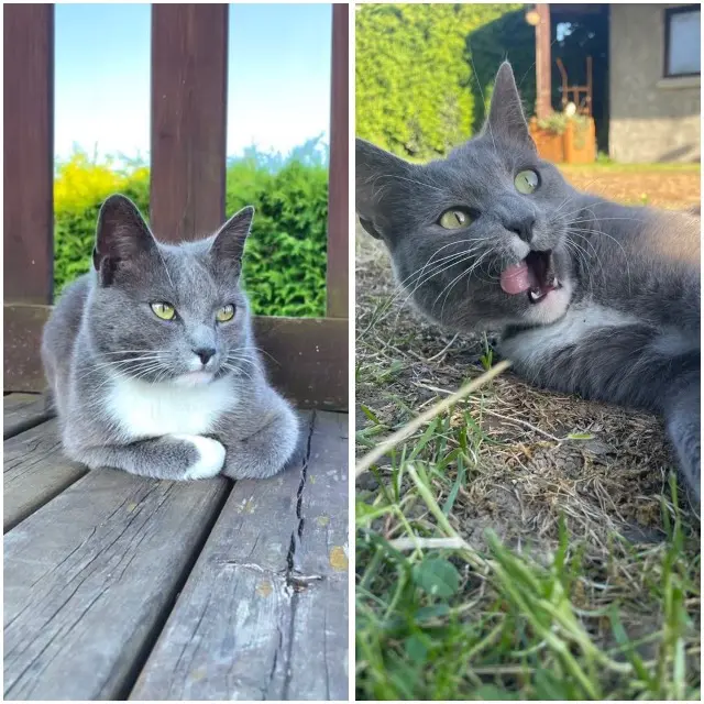 chatte lost    Hompré Gucci