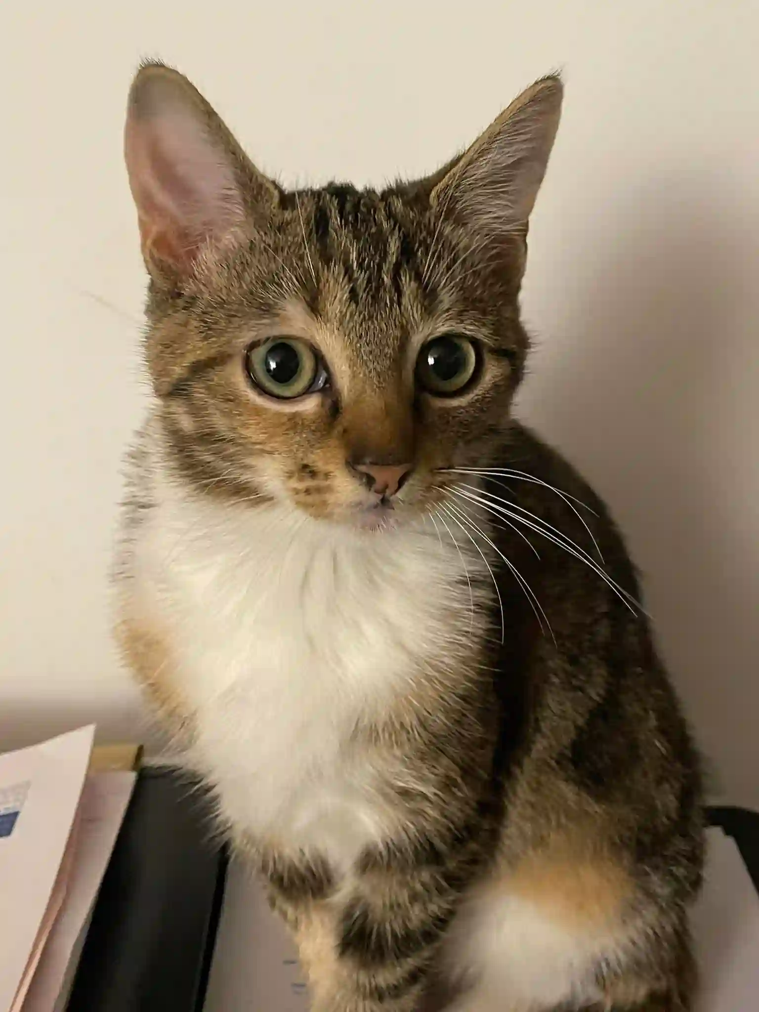 Chatte Perdue BE-WNA Namur - Aïna Chatte Perdue BE-WNA Namur - Aïna