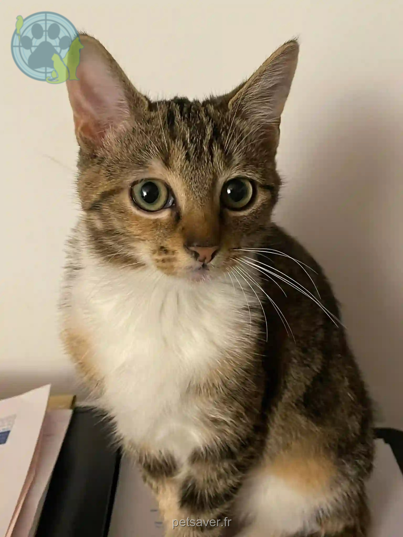 Chatte Perdue BE-WNA Namur - Aïna Chatte Perdue BE-WNA Namur - Aïna