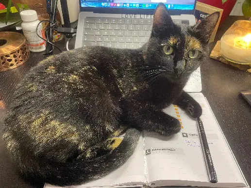 Chatte Perdue Bezirk Pfäffikon - Minnie Chatte Perdue Bezirk Pfäffikon - Minnie