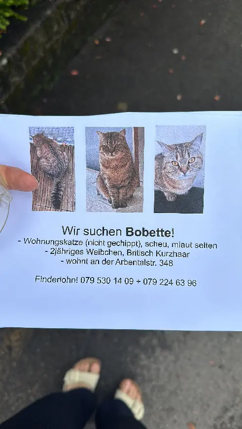 Chatte Perdue Bezirk Zürich Zürich - Bobette Chatte Perdue Bezirk Zürich Zürich - Bobette