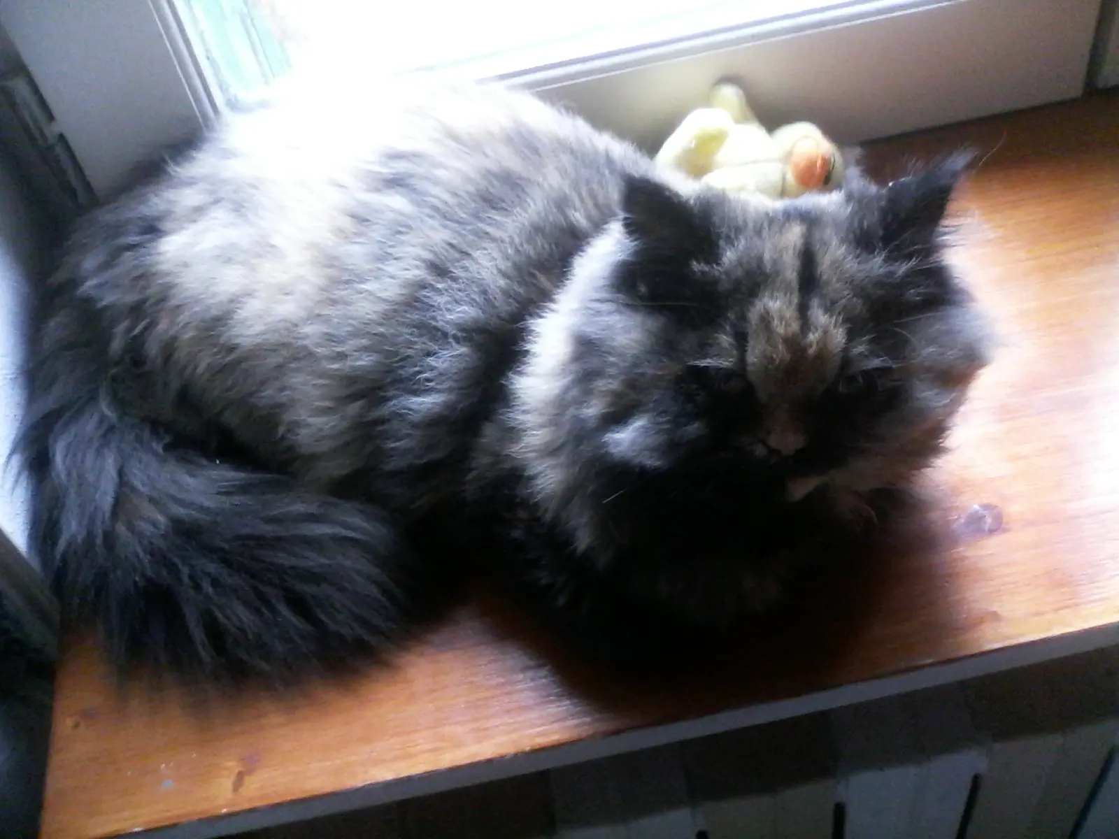 Chatte Perdue Chatte Perdue