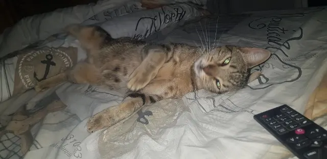 chatte reunited   01380 Bâgé-Dommartin Youtou