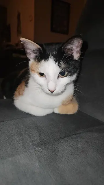 chatte reunited   01290 Laiz Caramel