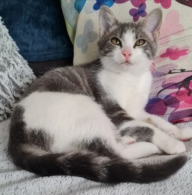 chatte reunited   01000 Bourg-en-Bresse Chipie