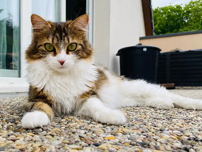 Chatte Perdue 01 Ain - Daisy Chatte Perdue 01 Ain - Daisy