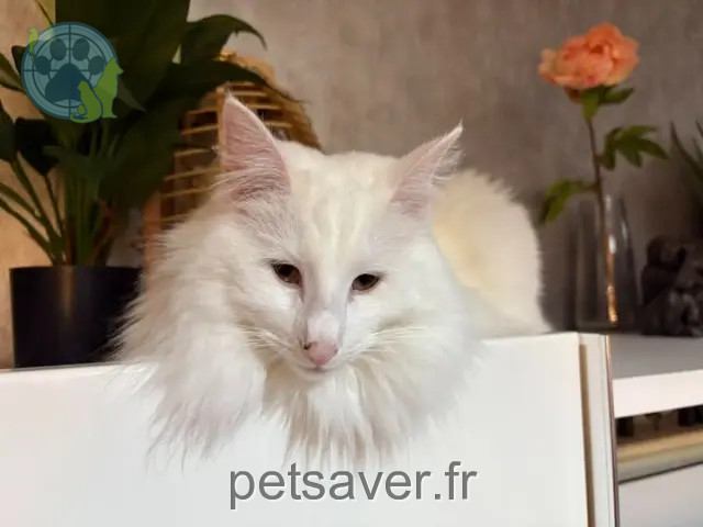 gatta reunited   01640 Jujurieux Gaia