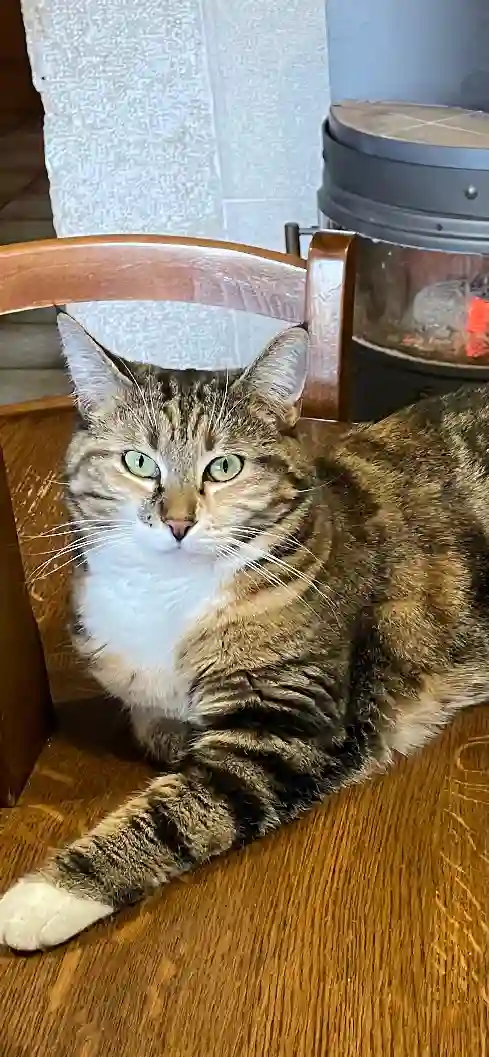 Chatte Trouvée 01 Ain - Gypsie Chatte Trouvée 01 Ain - Gypsie