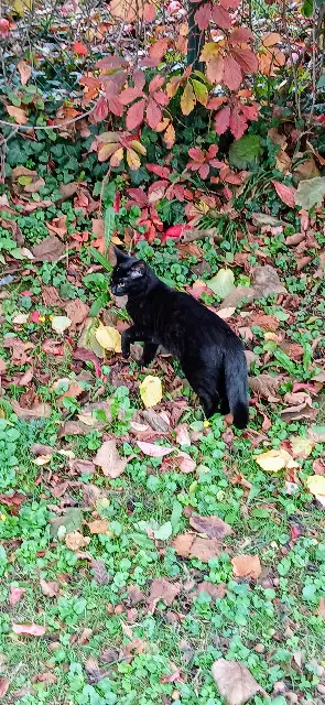 chatte reunited   01150 Lagnieu Justine